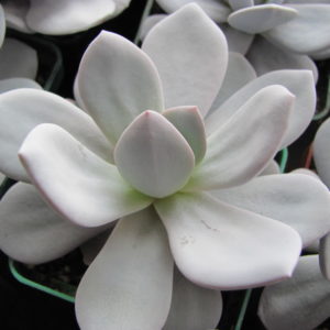 Echeveria   laui