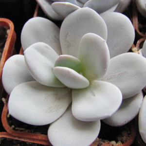 Echeveria   laui