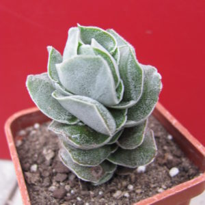 Crassula   Ivory   Pagoda
