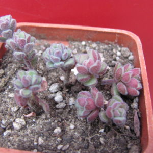 Sedum    versadense