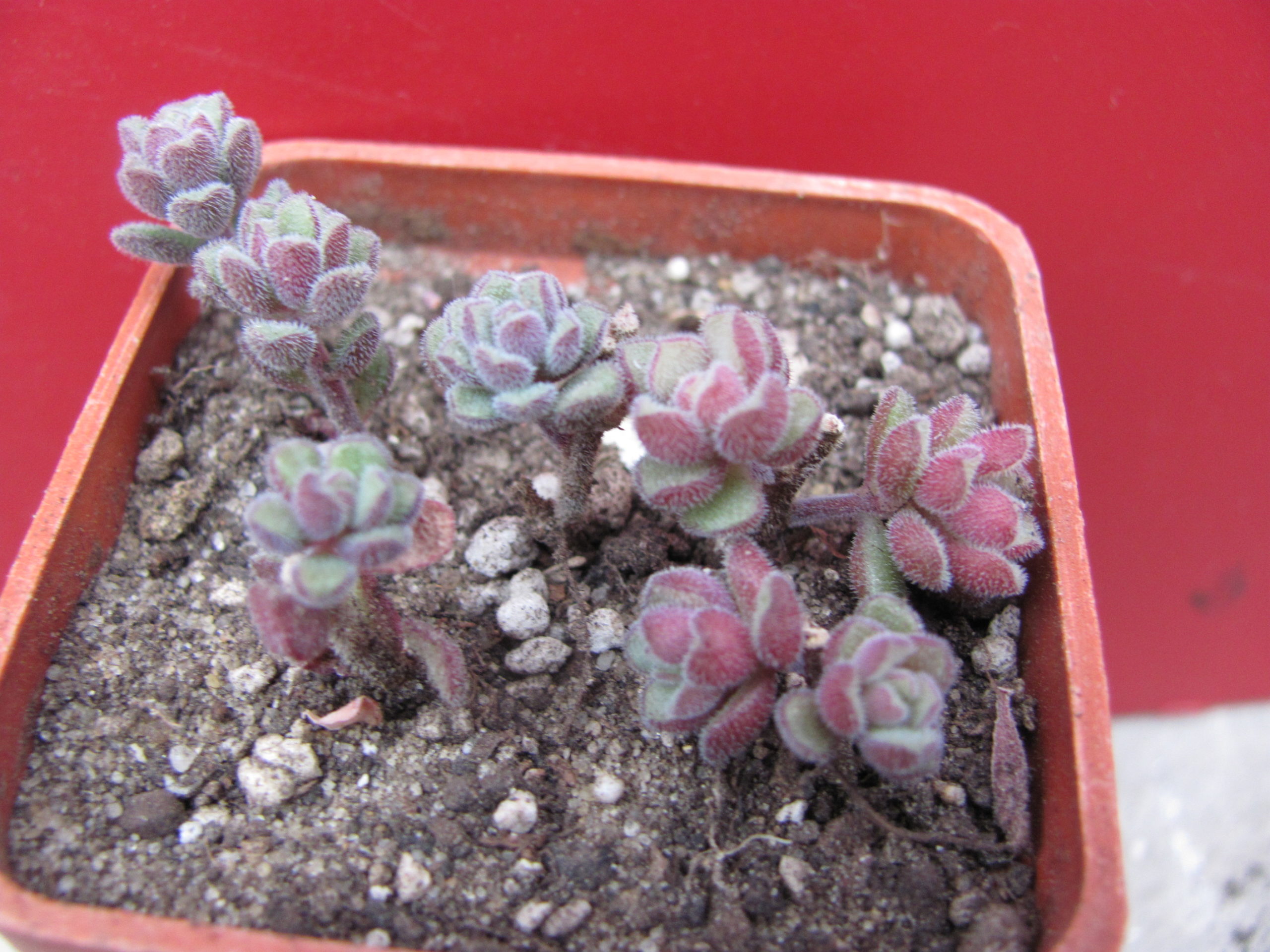 Sedum    versadense