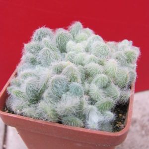 Sedum   hintonii
