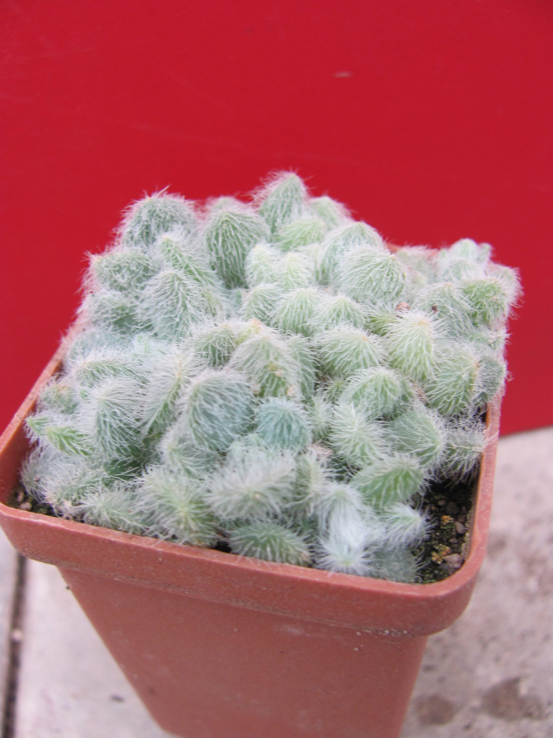 Sedum   hintonii