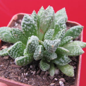Crassula    ausensis   titanopsis