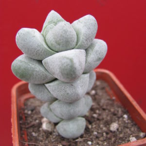 Crassula    deceptor