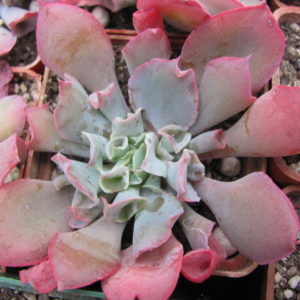Echeveria     Trumpet    Pinky