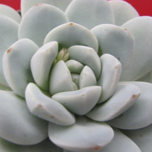 Echeveria     hybr.     #19     ( hybrid  Lipskiy )