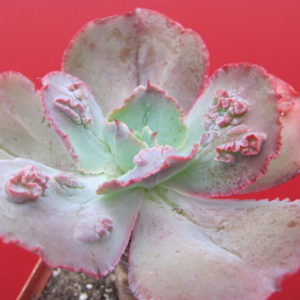 Echeveria     *Crazy   Joker*