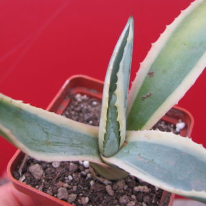 Agava    sp.     ( salmiana )