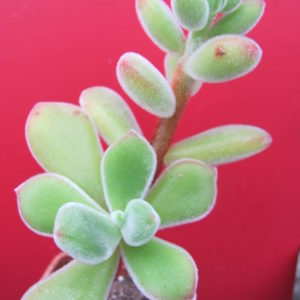 Echeveria     pulvinata  Ruby