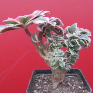Aeonium    Sunburst  cristata  variegata