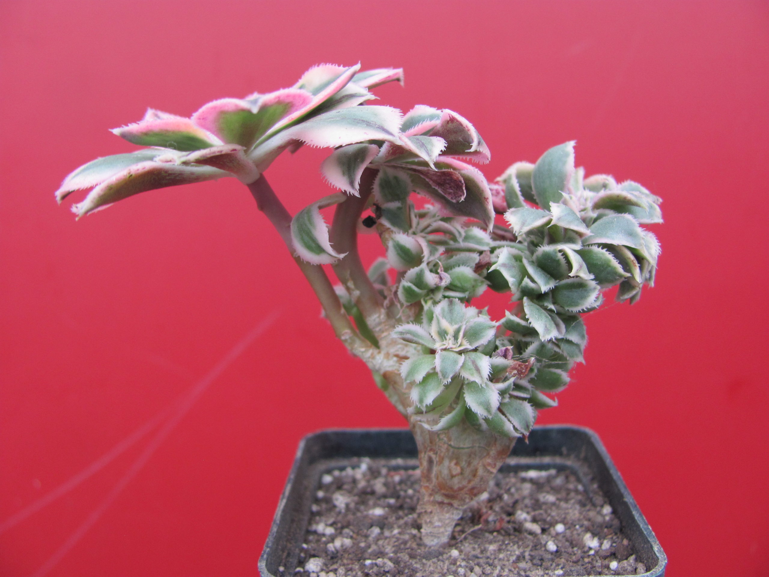 Aeonium    Sunburst  cristata  variegata