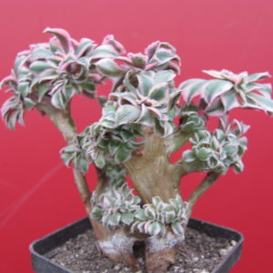 Aeonium   Sunburst   cristata variegata