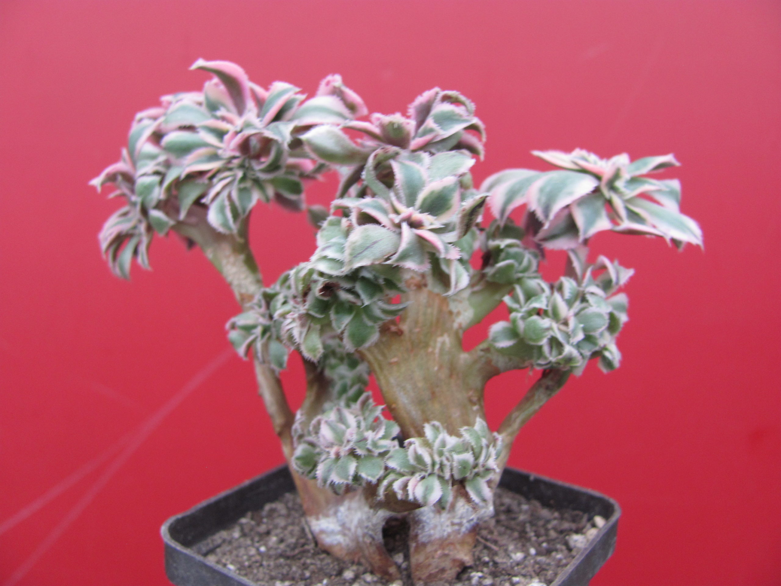 Aeonium   Sunburst   cristata variegata