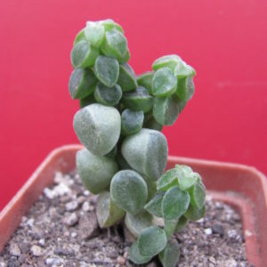 Peperomia    columella