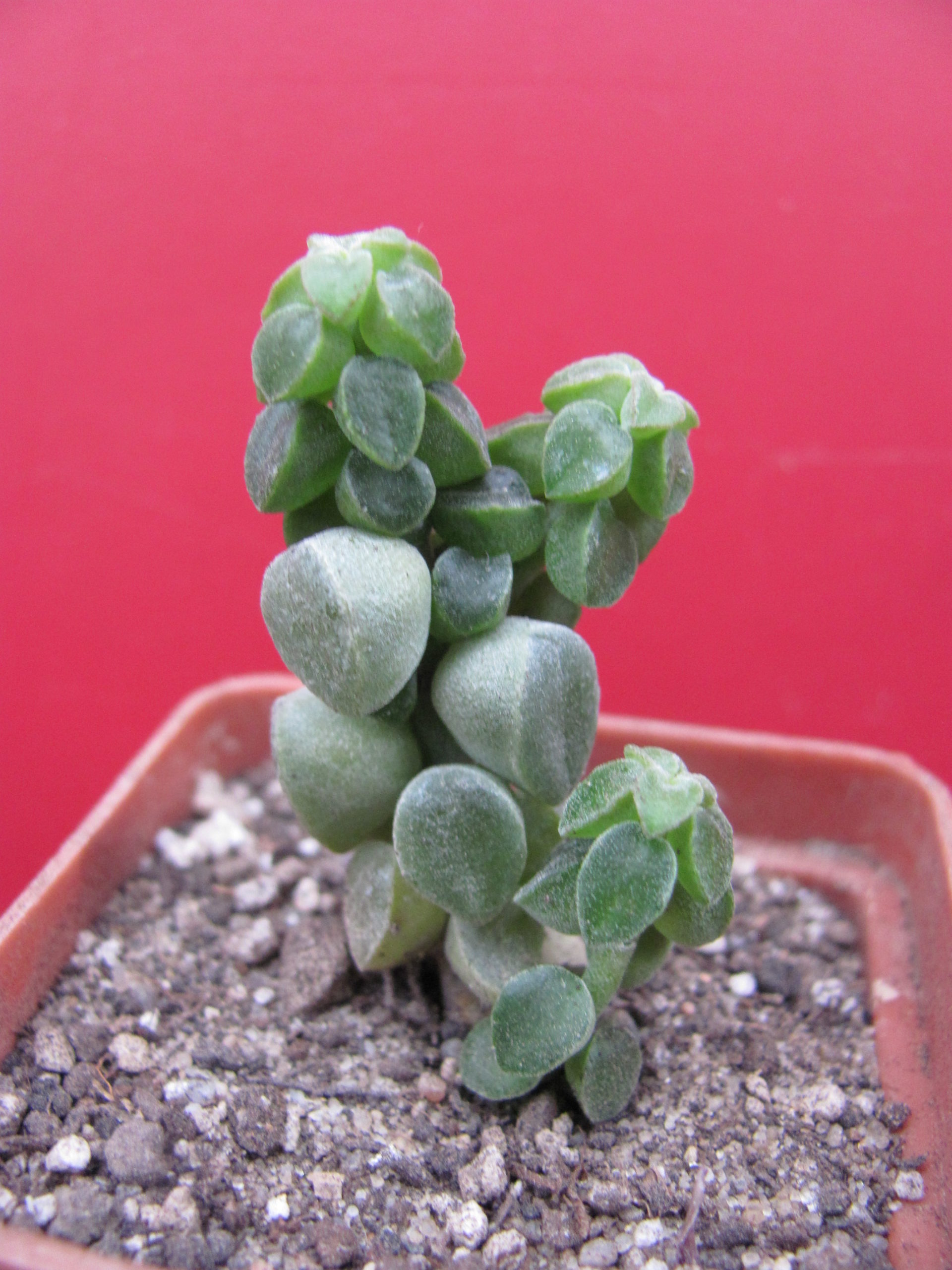 Peperomia    columella