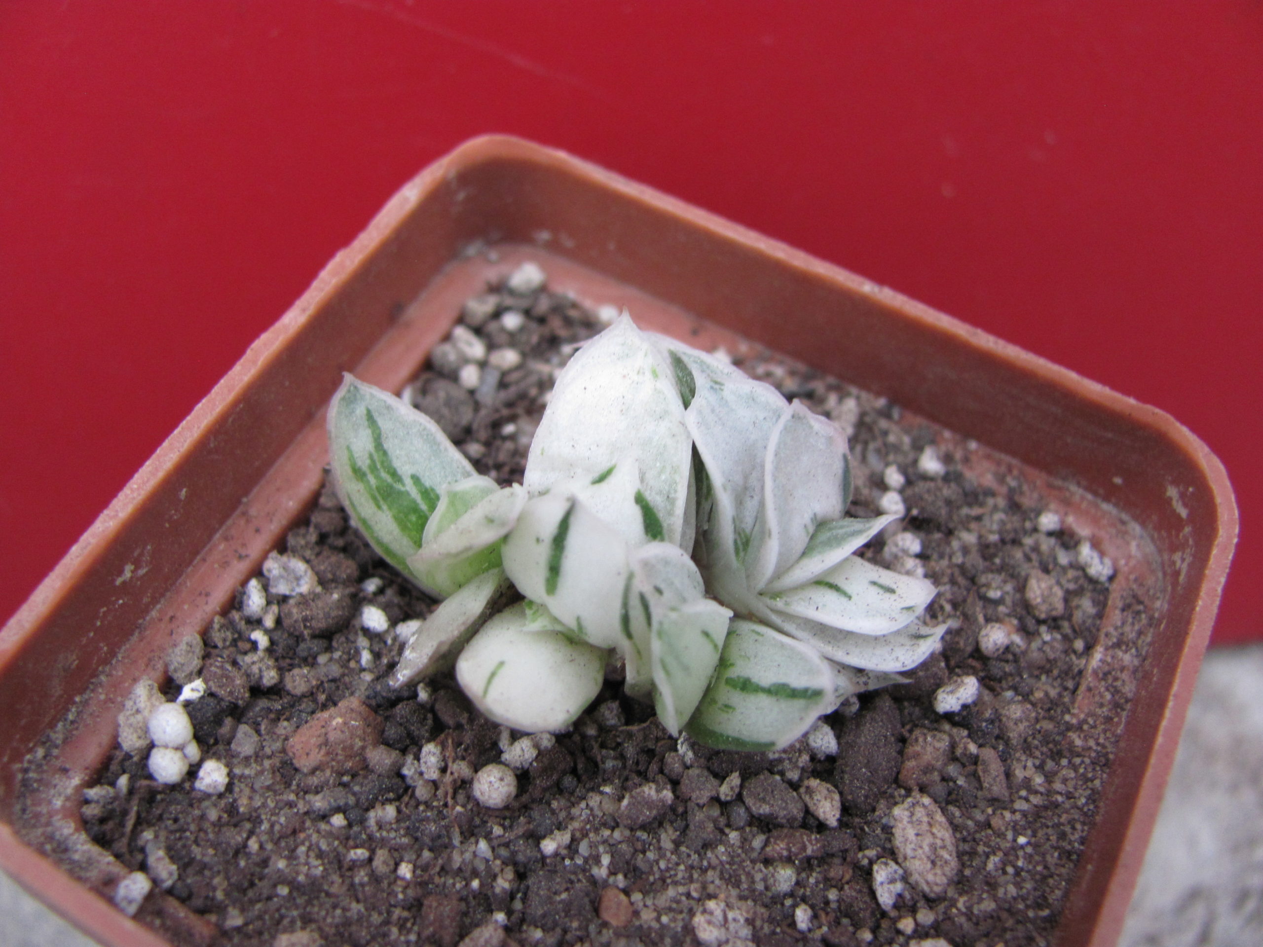 Gasteria    Sat  Sato no  Matsu