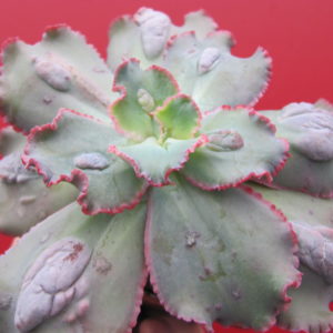 Echeveria    Virginia   Lee