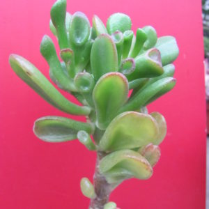 Crassula   *Gollum*
