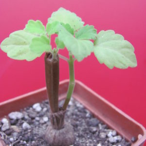 Plectranthus    ernstii
