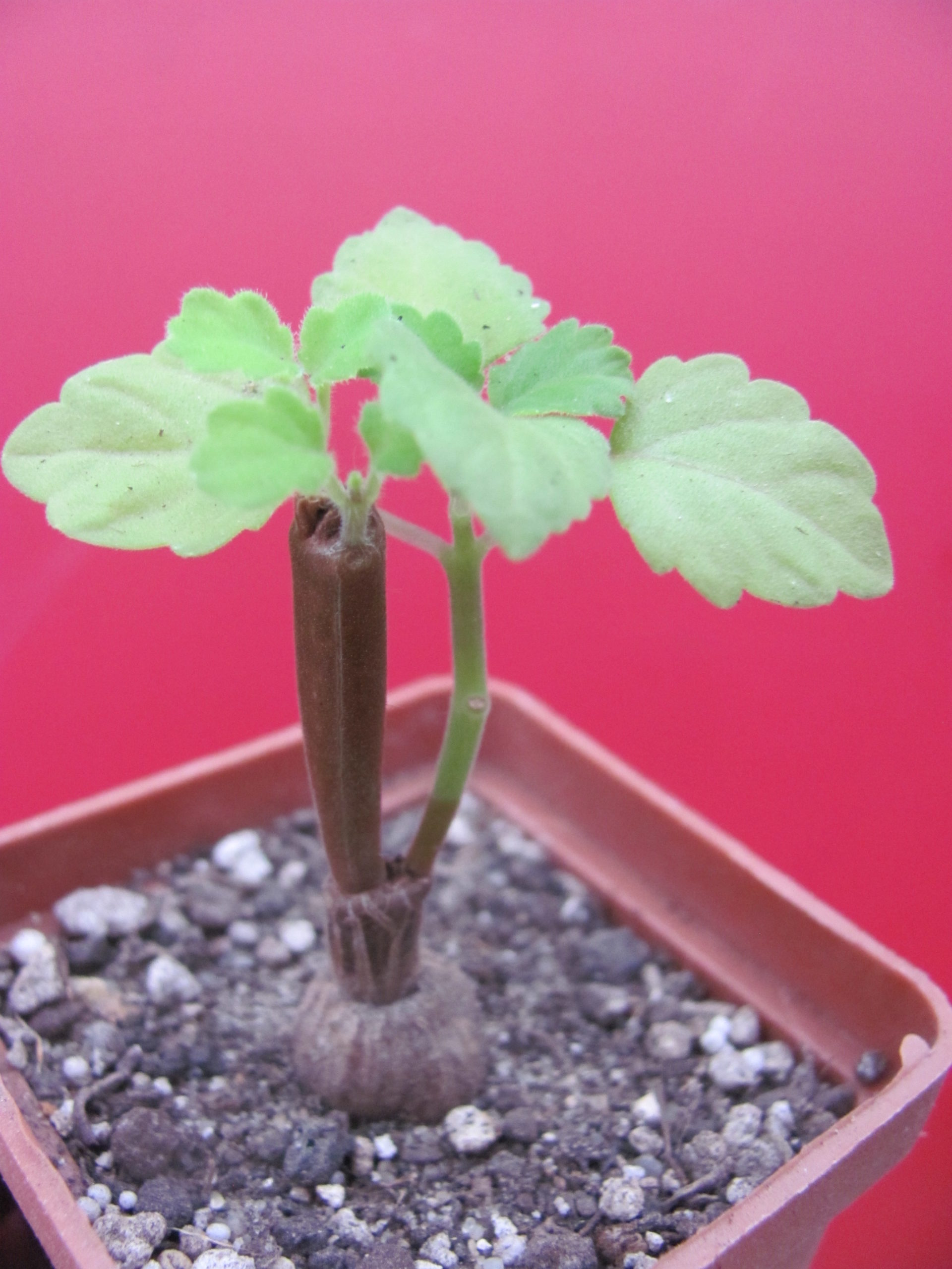 Plectranthus    ernstii