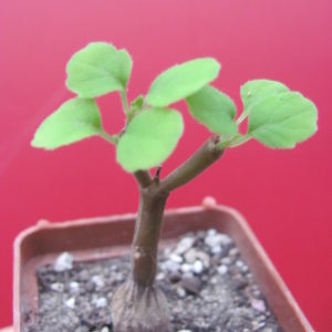 Plectranthus    ernstii