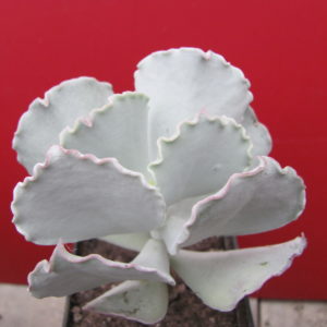 Cotyledon    undulata  Red
