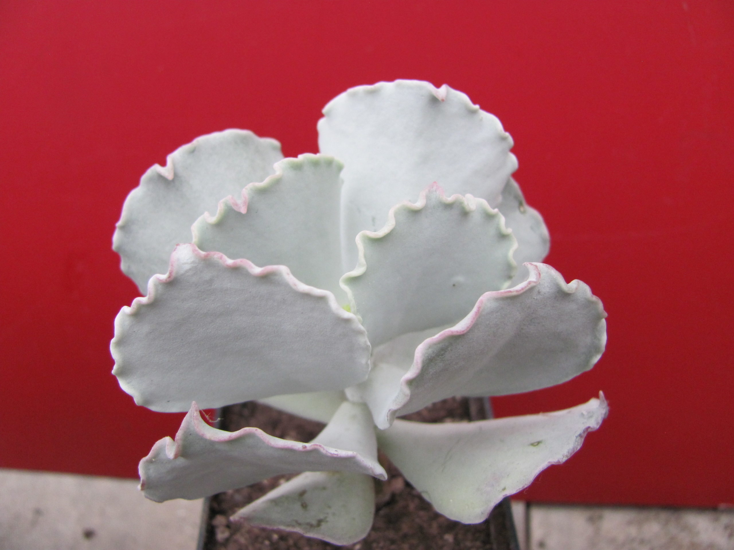 Cotyledon    undulata  Red