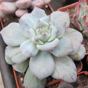 Echeveria    Blue  Bird   variegata