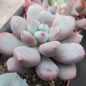 Pachyphytum   oviferum   hybr.      #100