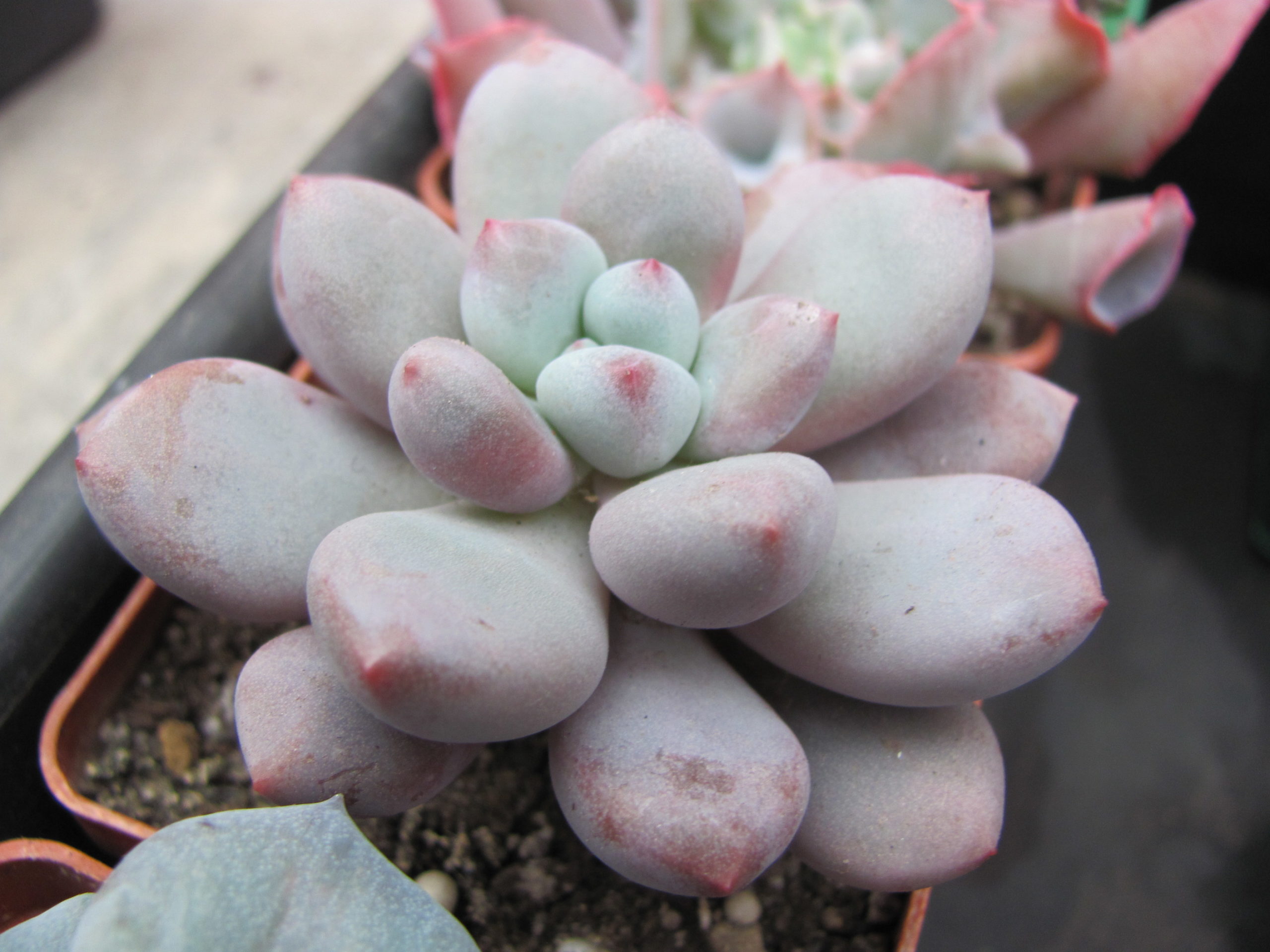 Pachyphytum   oviferum   hybr.      #100