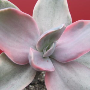 Echeveria   Metalica  Decora