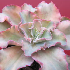 Echeveria    * Curly*  variegata
