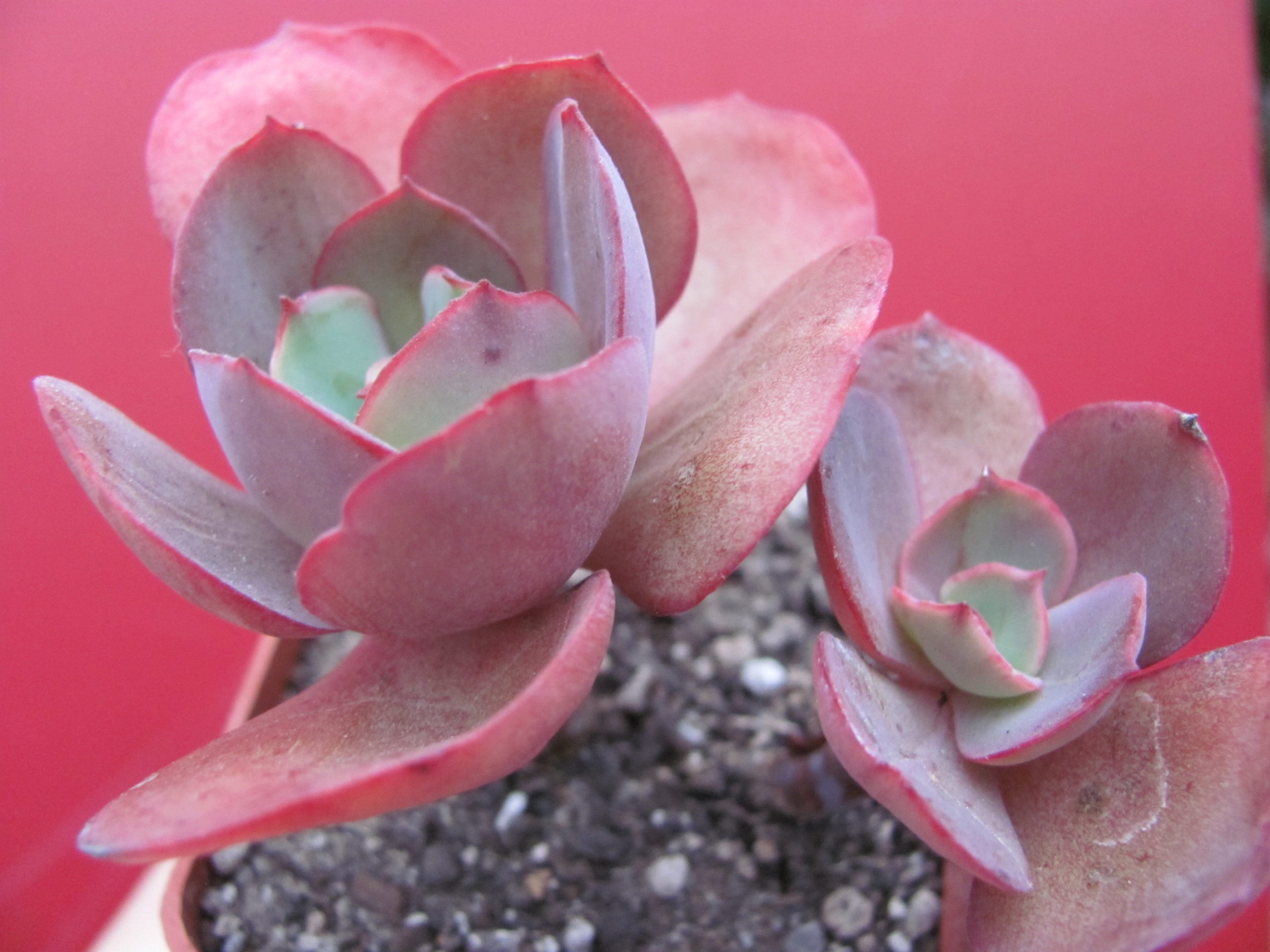 Echeveria   Suyon