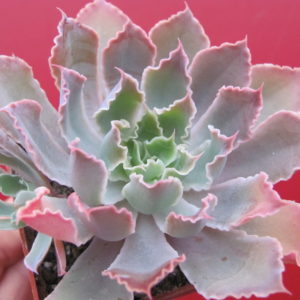 Echeveria     Neon  Breakers