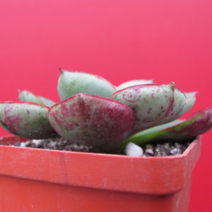Echeveria    longissima