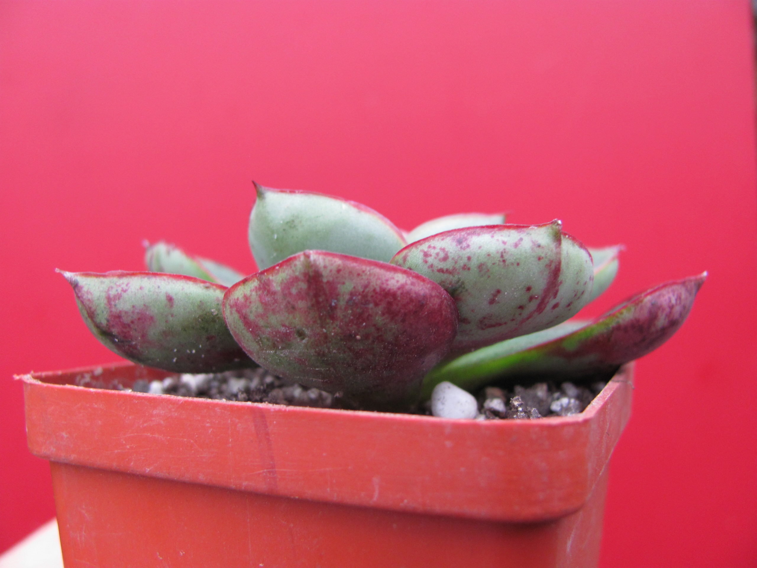 Echeveria    longissima