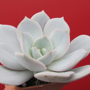 Echeveria    laui  hybr.