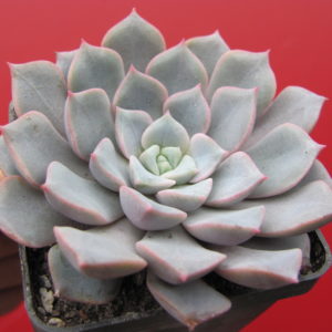 Echeveria   hybr.     #29