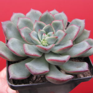 Echeveria    hybr.   #10
