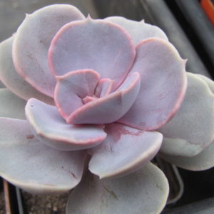 Echeveria   Perle von  Nurnberg  *Monstr*