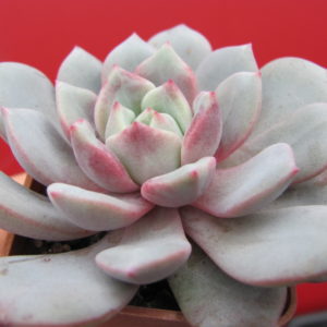 Echeveria     *Jelly  Jem*   Red