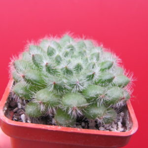 Echeveria   setosa
