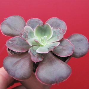 Echeveria    Red  Prince