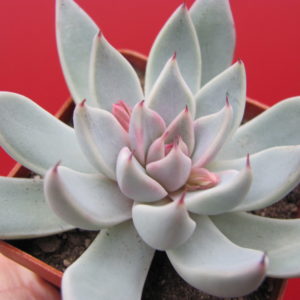 Echeveria  cuspidata   Menchaca