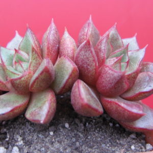 Echeveria  purpusorum  hybr.
