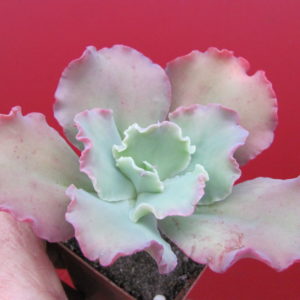 Echeveria     Aguarius   Red
