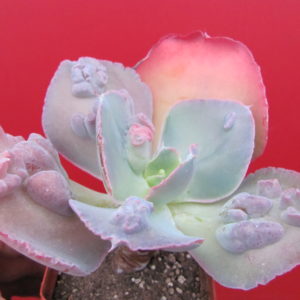 Echeveria    Raggamuffin