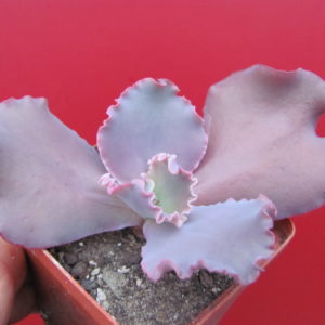 Echeveria   Silveron Red