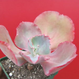 Echeveria   Fire  Light